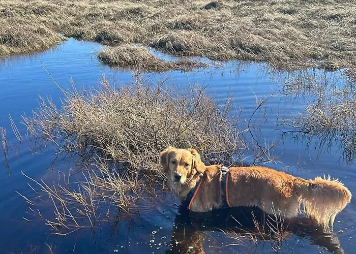 Nr 88 Neues, Ruhiges Hundefreundliches Direkt Am Wattenmeer, Komplett Eingezaeunt Дом отдыха Westerland